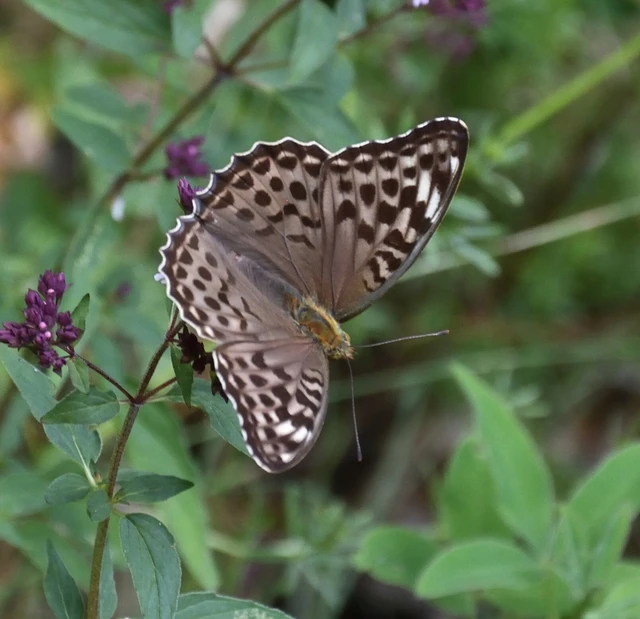 Argynnis paphia - nagy gyöngyházlepke