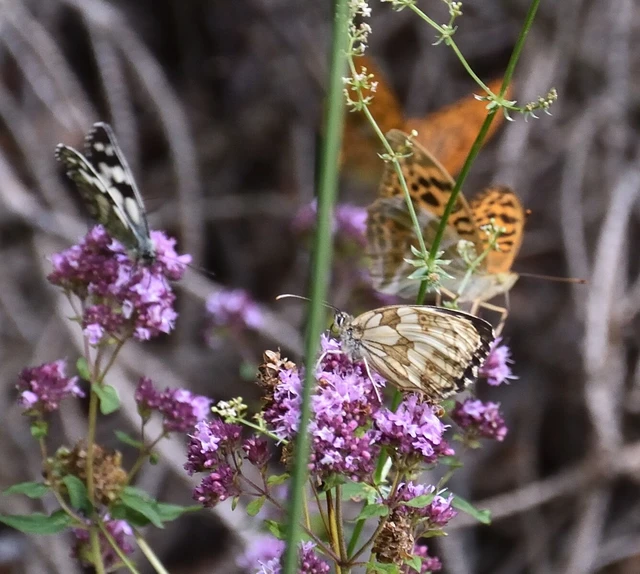 Melanargia galathea - sakktáblalepke