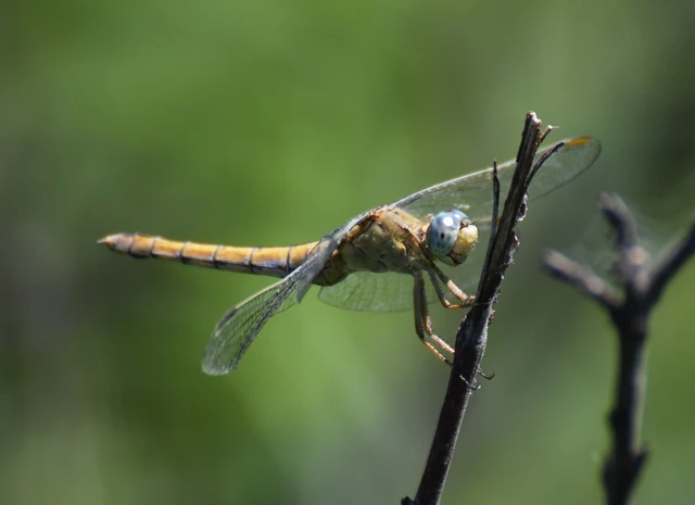 Orthetrum coerulescens - karcsú pásztorszitakötő
