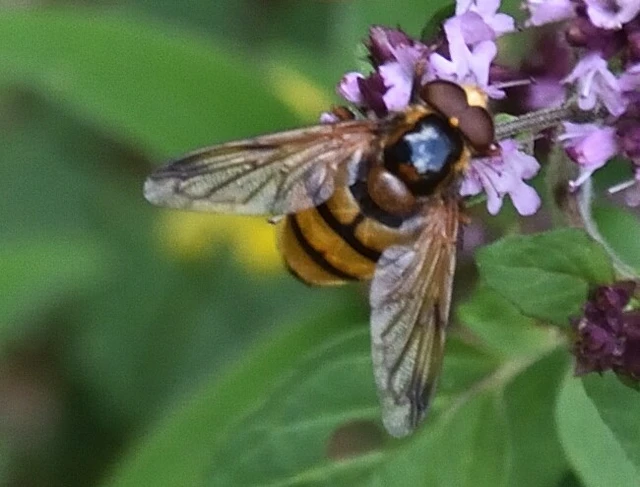 Diptera - Kétszárnyúak
