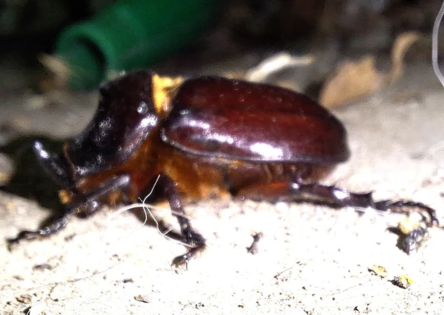 Oryctes nasicornis - orrszarvú bogár