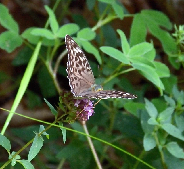 Argynnis paphia - nagy gyöngyházlepke