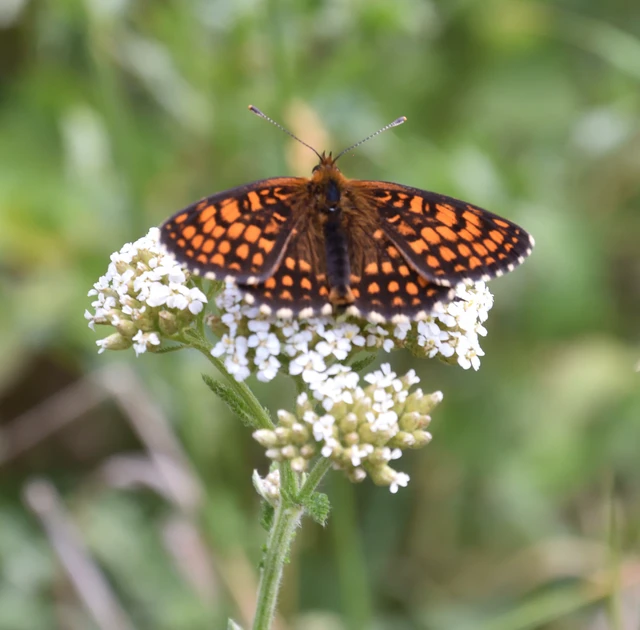 Melitaea athalia - közönséges tarkalepke