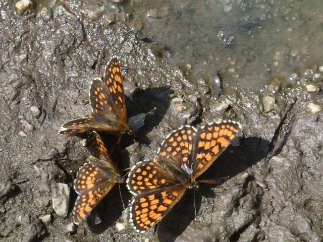 Melitaea athalia - közönséges tarkalepke
