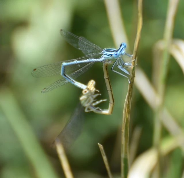 Platycnemis pennipes - széleslábú szitakötő