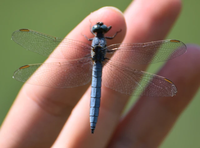 Orthetrum coerulescens - karcsú pásztorszitakötő