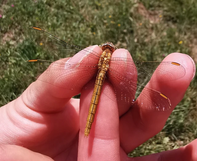 Orthetrum brunneum - pataki pásztorszitakötő