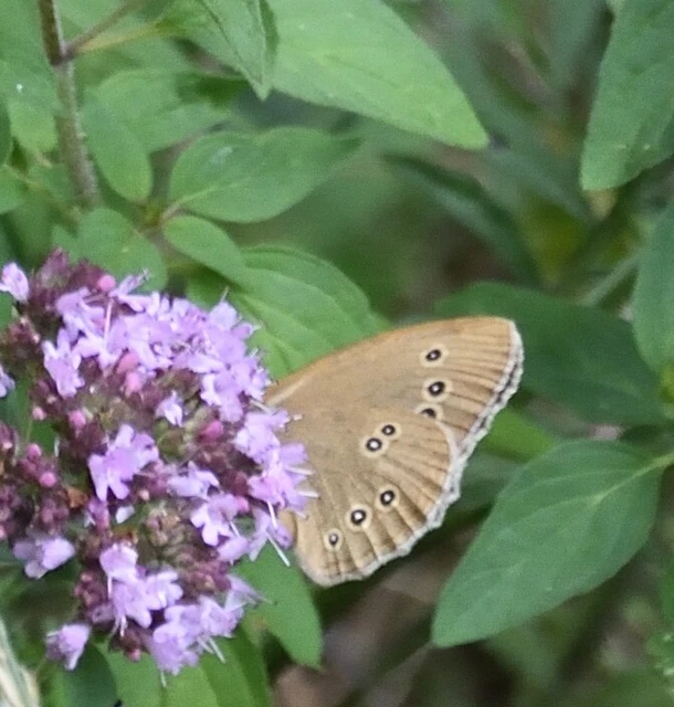 Aphantopus hyperanthus - közönséges ökörszemlepke
