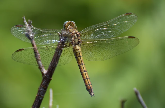 Orthetrum coerulescens - karcsú pásztorszitakötő