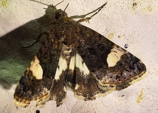 Tyta luctuosa - fekete nappalibagoly