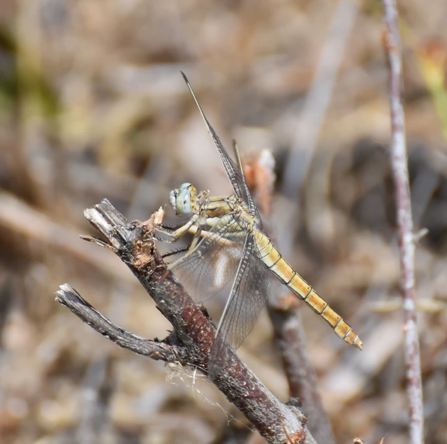 Orthetrum brunneum - pataki pásztorszitakötő