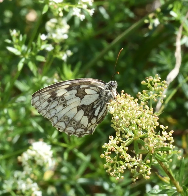 Melanargia galathea - sakktáblalepke