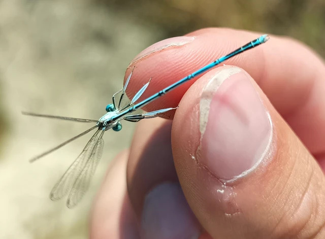 Platycnemis pennipes - széleslábú szitakötő