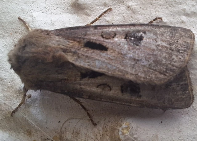 Agrotis exclamationis - felkiáltójeles földibagoly