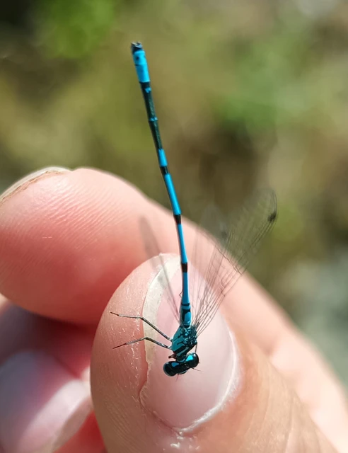 Coenagrion puella - azúrkék légivadász Coenagrion puella - azúrkék légivadász
