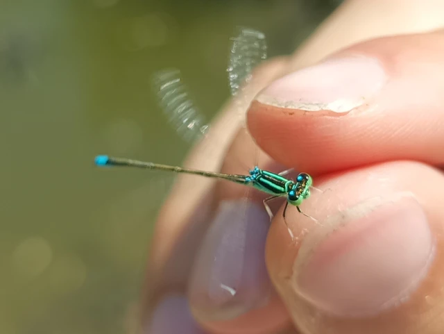 Ischnura pumilio - apró légivadász Ischnura pumilio - apró légivadász