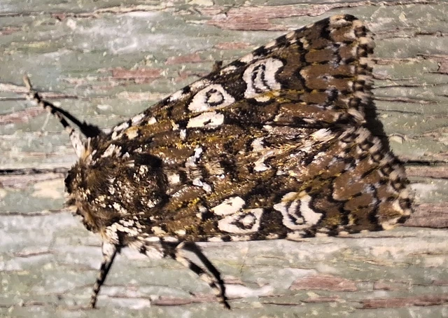 Lamprosticta culta - hármasfoltú bagoly