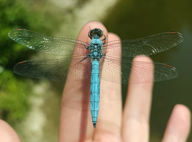 Orthetrum brunneum - pataki pásztorszitakötő