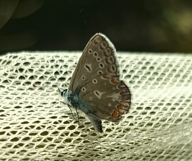 Polyommatus icarus - közönséges boglárka