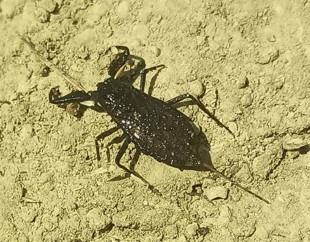 Nepa cinerea - víziskorpió