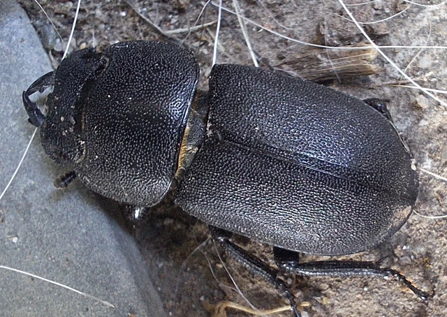 Dorcus parallelipipedus - kis szarvasbogár