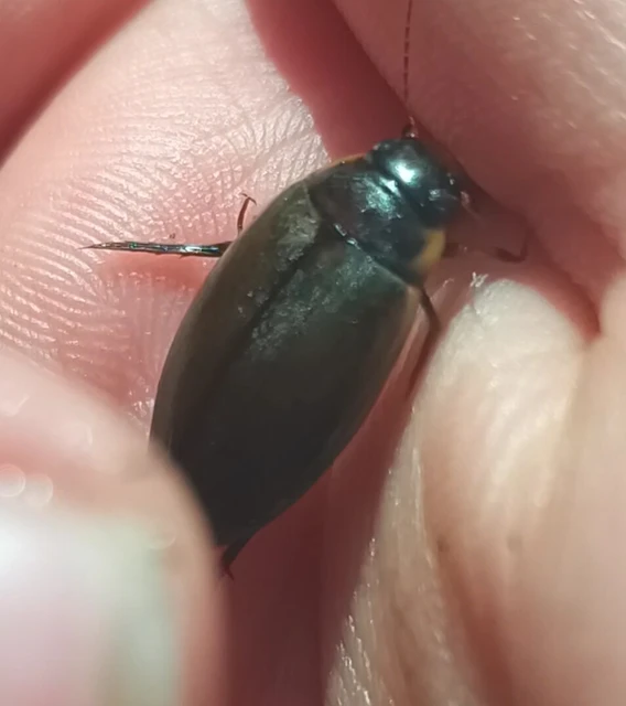 Dytiscidae - csíkbogárfélék
