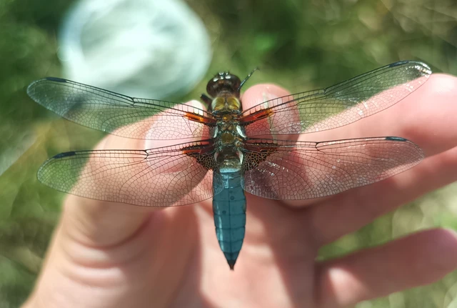 Libellula depressa - széles laposacsa Libellula depressa - széles laposacsa