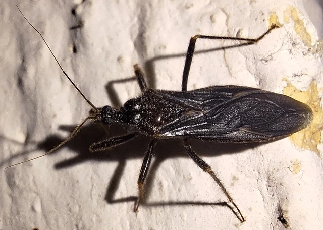Reduvius personatus - szemetes zugpoloska