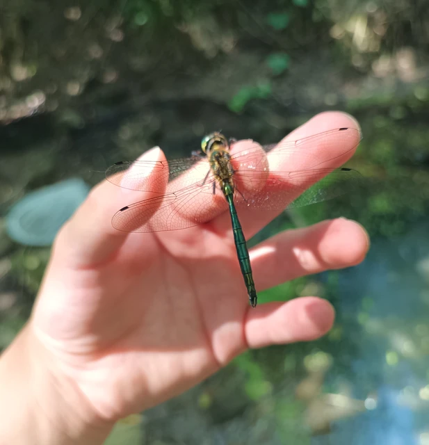 Somatochlora meridionalis - déli smaragdszitakötő