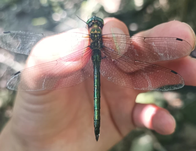 Somatochlora meridionalis - déli smaragdszitakötő
