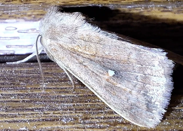 Mythimna albipuncta - fehérpettyes rétibagoly