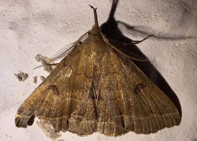 Pechipogo plumigeralis - tollascsápú karcsúbagoly
