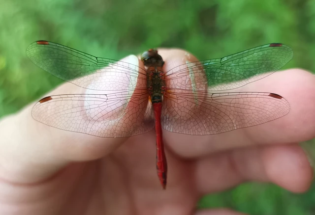 Sympetrum sanguineum - vörös katona-szitakötő Sympetrum sanguineum - vörös katona-szitakötő