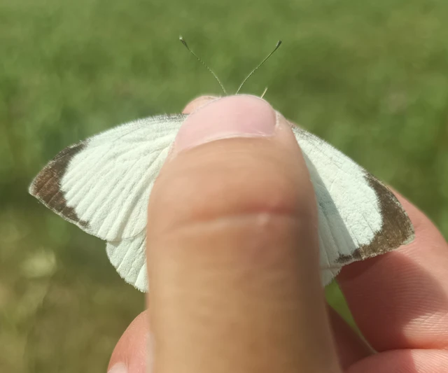 Pieris brassicae - káposztalepke
