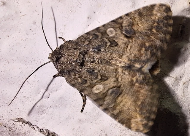 Hadula trifolii - lóherebagoly