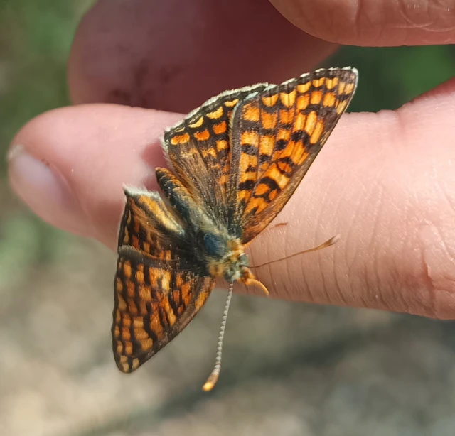 Melitaea phoebe - nagy tarkalepke