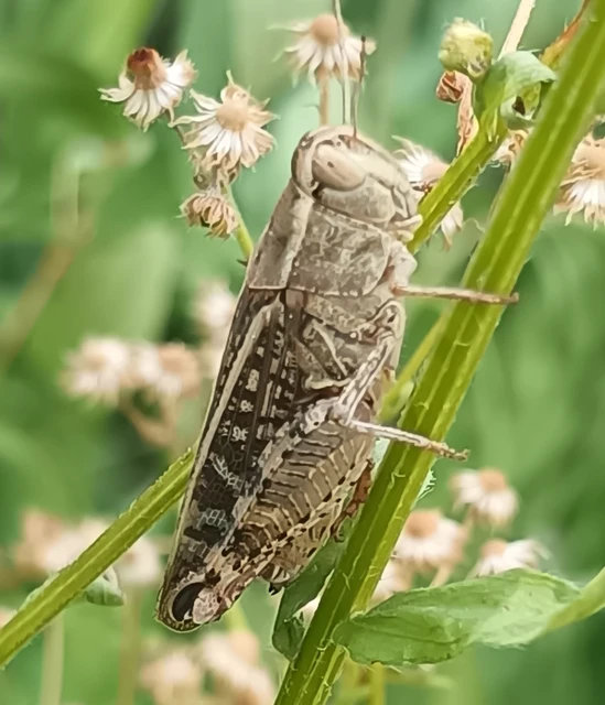 Calliptamus italicus - olaszsáska Calliptamus italicus - olaszsáska