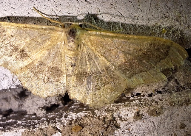 Idaea aversata - nagy sávosaraszoló