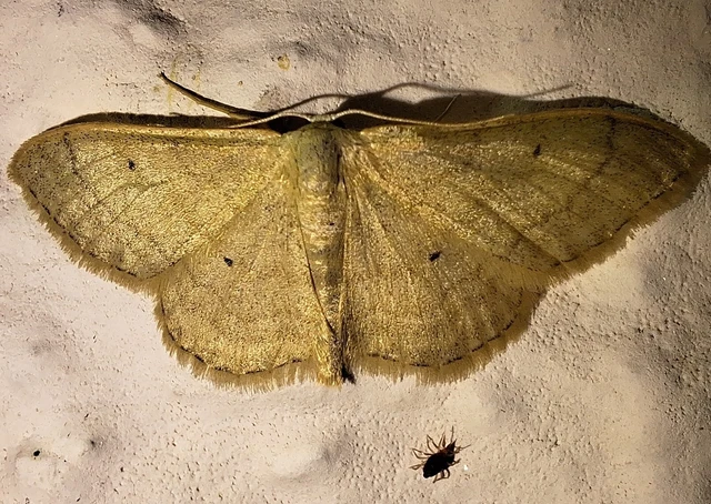 Idaea straminata - szalmasárga sávosaraszoló
