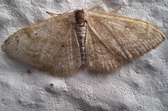 Idaea