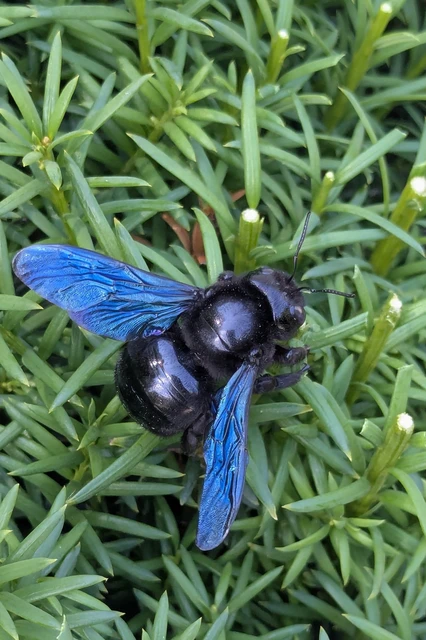 Xylocopa valga - gyakori fadongó