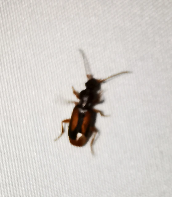 Polistichus connexus - barna sutafutó