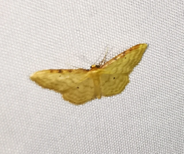 Idaea humiliata - vörösszélű apróaraszoló