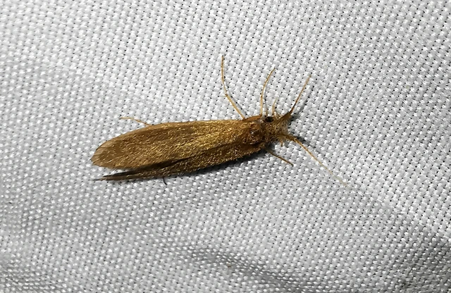 Trichoptera - Tegzesek