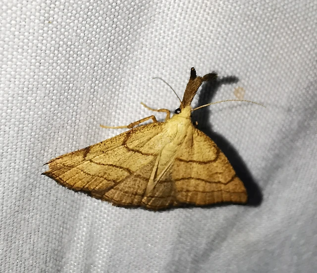 Polypogon tentacularia - sötétaljú karcsúbagoly