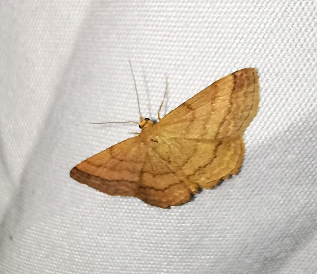 Scopula rubiginata - réti pirosaraszoló