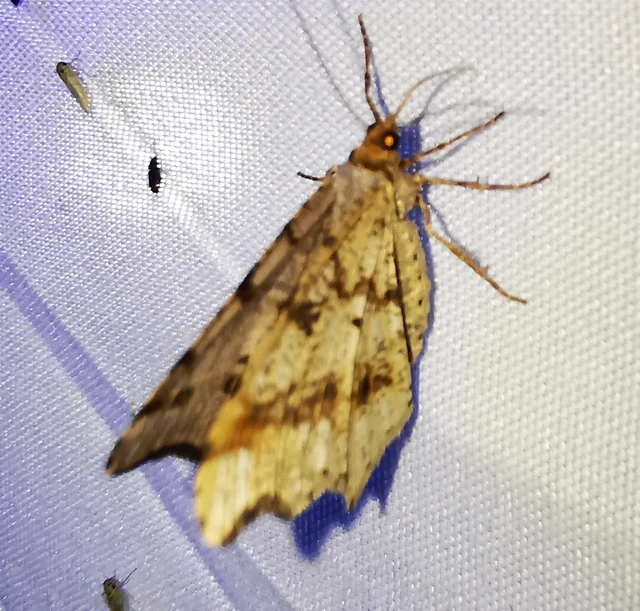 Macaria alternata - közönséges szürkearaszoló
