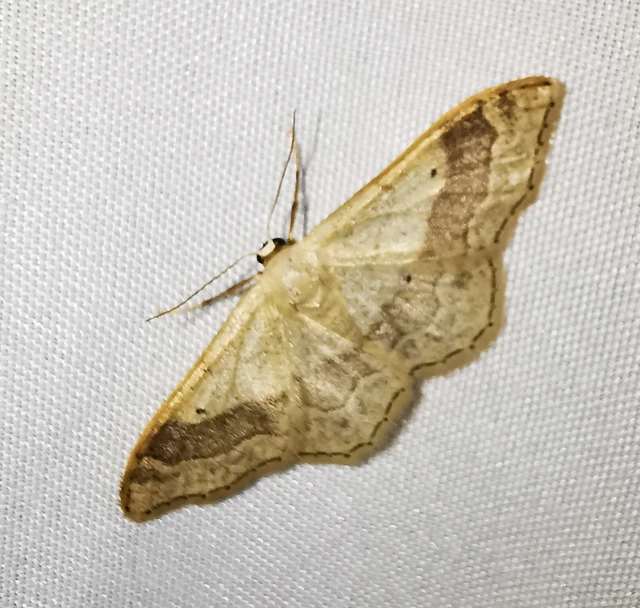 Idaea aversata - nagy sávosaraszoló