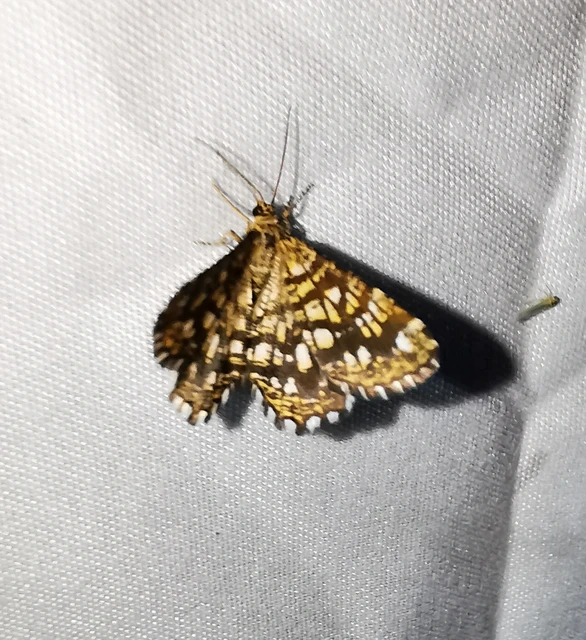 Chiasmia clathrata - rácsos rétiaraszoló