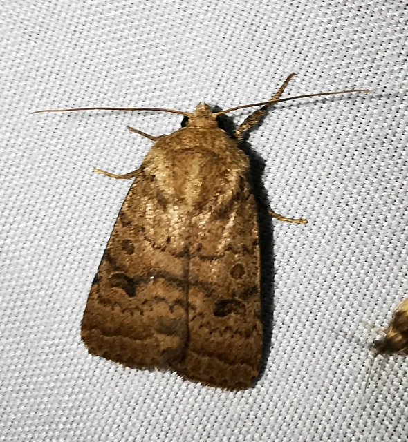 Hoplodrina octogenaria - barna selymesbagoly